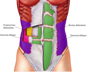 abs anatomy rectus abdominus transverse abdominus obliques flat tummy